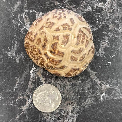 Dried Shiitake Mushroom 4-5 cm 5LBS (2.27 Kg) - 精品茶花菇 5磅