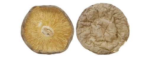JIN Big Dried Shiitake Mushrooms 1LB - 晶稚茸香菇