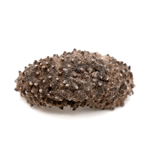 Dried Sea Cucumber 1 LB -南美腰参 13-16头