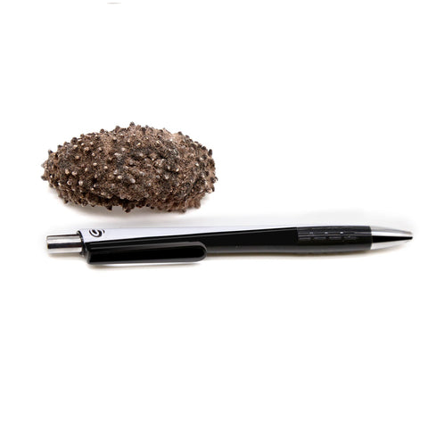 Dried Sea Cucumber 1 LB -南美腰参 13-16头