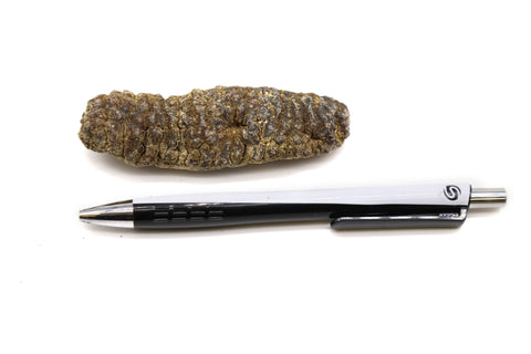 Mexico Dried Sea Cucumber 1 LB -荔枝参, 冰参