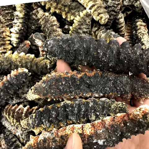 QS Rainbow Dried Sea Cucumber 1 LB - 彩虹参