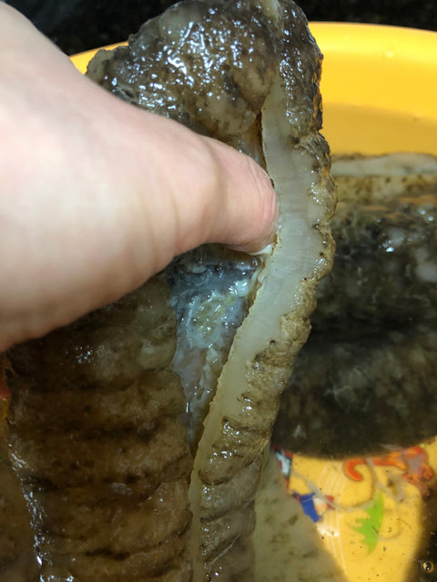 Mexico Dried Sea Cucumber 1 LB -荔枝参, 冰参