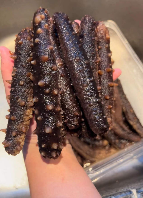 Wild Alaska Dried Sea Cucumber 1 LB Mix Size - 阿拉斯加红参
