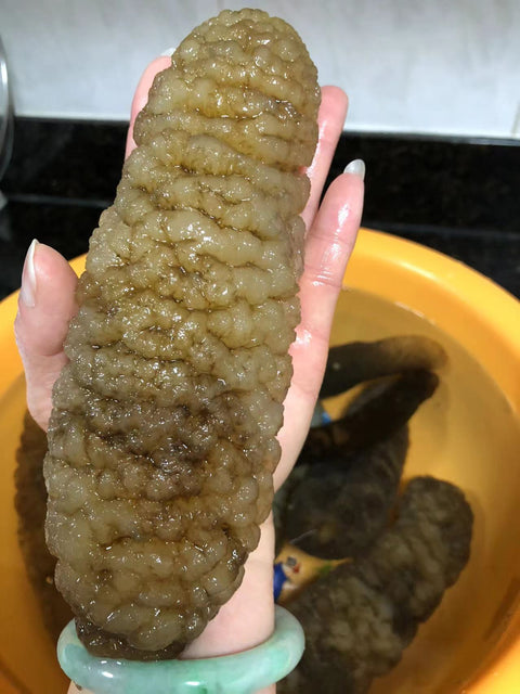 Mexico Dried Sea Cucumber 1 LB -荔枝参, 冰参
